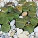 Lithops lesliei f albinica