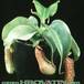 Nepenthes hybrid 1705