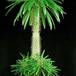 Pachypodium lamerei 1646