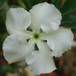 Pachypodium saundersii flower