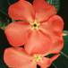 Pachypodium baronii flower 1615