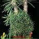Pachypodium lamerei f monstrosus 1730