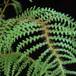 palme