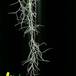 Tillandsia usneoides flower 1814