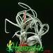 Tillandsia caput medusae 1809