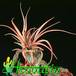 Tillandsia brachycaulus 1806