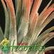 Tillandsia ionantha 'fuego' closeup 1817