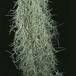 Tillandsia usneoides 1813