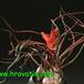 Tillandsia bulbosa 2835