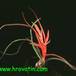 Tillandsia bulbosa 2836