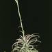 Tillandsia latifolia 2847