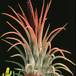Tillandsia ionantha 'fuego' 1815