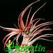 Tillandsia brachycaulus 1807