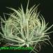 Tillandsia ionantha 2844