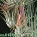 Tillandsia matudae 1805