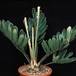 Zamia furfuracea 1674