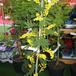 Acacia armata 1