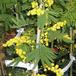 Acacia armata 2
