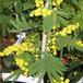 Acacia armata SI