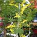 Acacia armata SIb