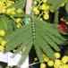 Acacia armata SIl
