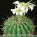Acanthocalycium klimpelianum 319