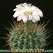 Acanthocalycium spiniflorum 275