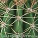 Acanthocalycium spiniflorum thorn 276