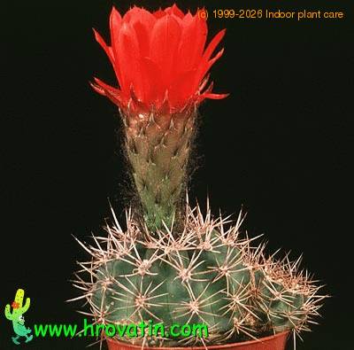 Acanthocalycium thionanthum v variiflorum 560