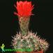 Acanthocalycium thionanthum v variiflorum 560