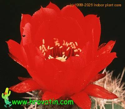 Acanthocalycium thionanthum v variiflorum flower 561