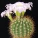 Acanthocalycium violaceum SIb