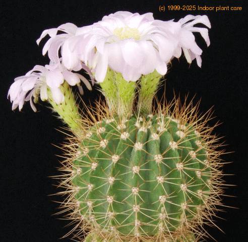 Acanthocalycium violaceum SIb