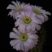 Acanthocalycium violaceum SIf