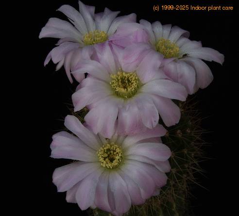 Acanthocalycium violaceum SIf