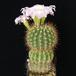 Acanthocalycium violaciflorum SIb
