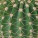 Acanthocalycium violaciflorum SIt