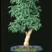 Acer palmatum shishigashira 2622
