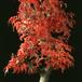 Acer palmatum shishigashira