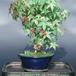 Acer rubrum 2604