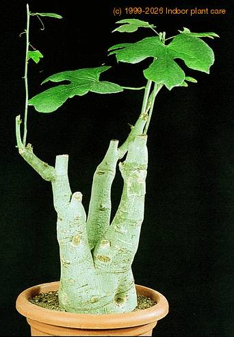 Adenia aculeata 1647