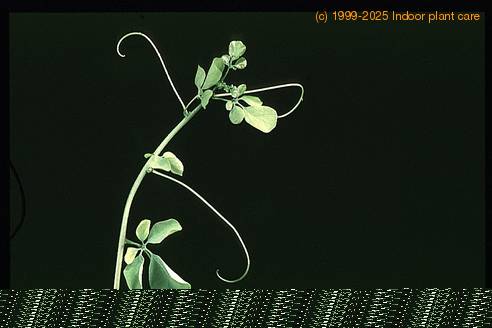 Adenia glauca 1671