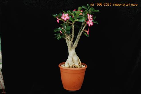 Adenium obesum 1