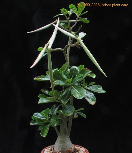Adenium obesum 