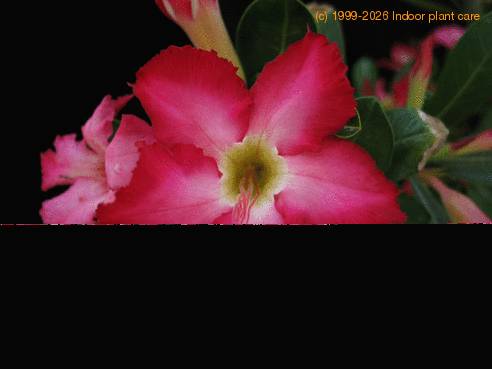 Adenium obesum hybrid SIf