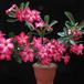 Adenium obesum SIs