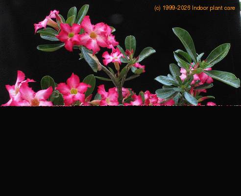 Adenium obesum SIs
