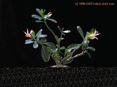 Adenium obesum sp SIb