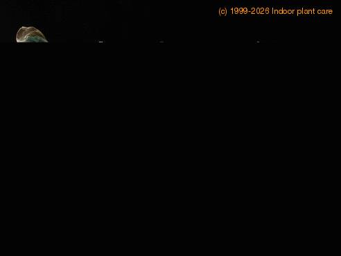 Adenium obesum sp SIf