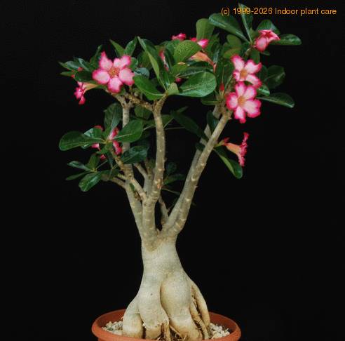 Adenium obesum1 PP20107